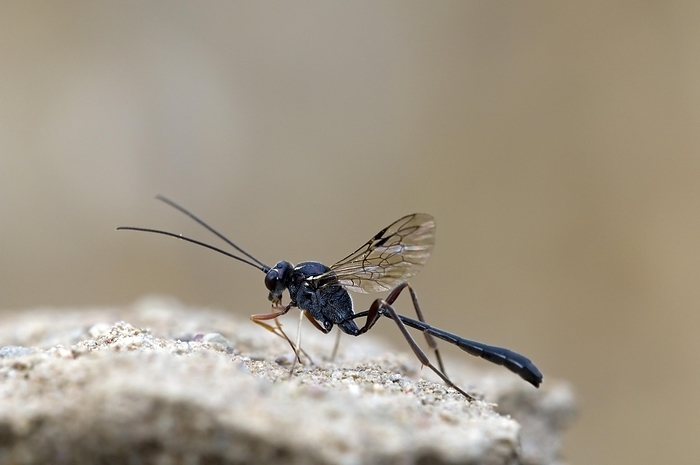 Parasitoid wasp (Ichneumonidae species), by alimdi / Arterra / Philippe Clément