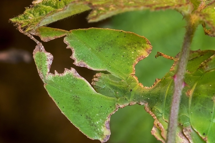Close-up of Pulchriphyllium species, leaf insect, walking leaf native to the tropical forests of Asia, remarkably camouflaged leaf mimics, mimesis, by alimdi / Arterra / Philippe Clément