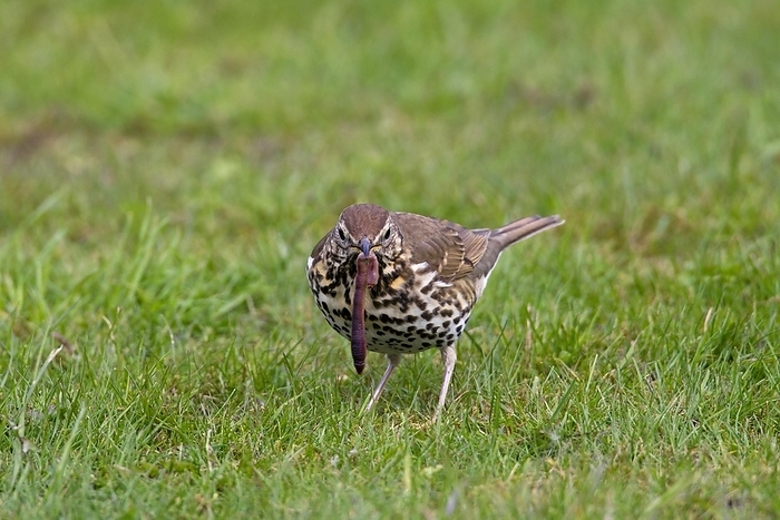 Cirsium dipsacolepis  perennial plant of the thistle family  Song thrush  Turdus philomelos  eating earthworm on lawn in garden, Germany, Europe, by alimdi   Arterra   Sven Erik Arndt