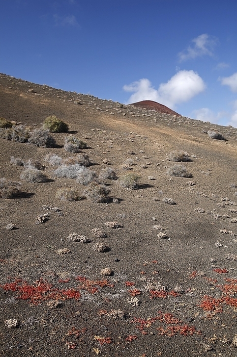 Spain Volcanic landscape near El Golfo, Lanzarote, Canary Islands, Spain, Europe, by alimdi   Arterra   Johan Raes
