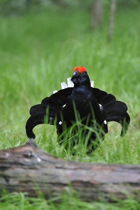 Black grouse (Tetrao tetrax) male displaying, Germany, Europe, by alimdi / Arterra / Philippe Clément