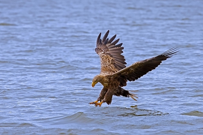 white tailed eagle  Haliaeetus albicilla  White tailed eagle, Eurasian sea eagle, erne  Haliaeetus albicilla  adult catching fish in its talons from lake s water surface, by alimdi   Arterra   Sven Erik Arndt