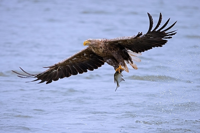 white tailed eagle  Haliaeetus albicilla  White tailed eagle, Eurasian sea eagle, erne  Haliaeetus albicilla  adult catching fish in its talons from lake s water surface, by alimdi   Arterra   Sven Erik Arndt