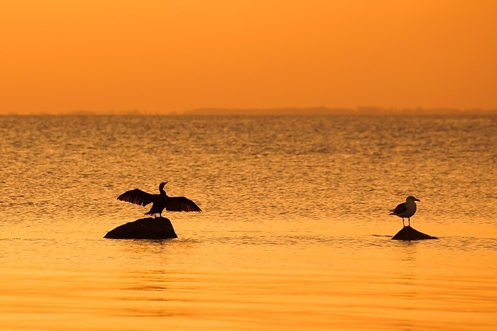 Great black-backed gull and great cormorant on rock, drying its wings silhouetted against orange sunset sky along the Baltic Sea coast, Germany, Europe, by alimdi / Arterra / Sven-Erik Arndt