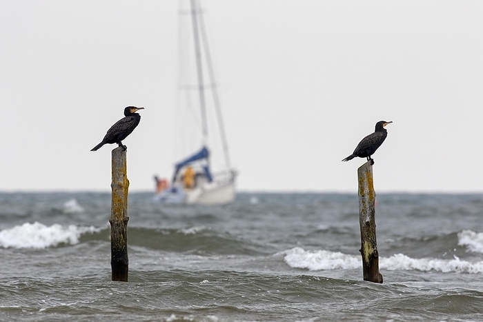 great cormorant  Phalacrocorax carbo  Sailing boat, sailboat and two great cormorants  Phalacrocorax carbo  resting on wooden poles in water along the North Sea coast during autumn storm, by alimdi   Arterra   Sven Erik Arndt