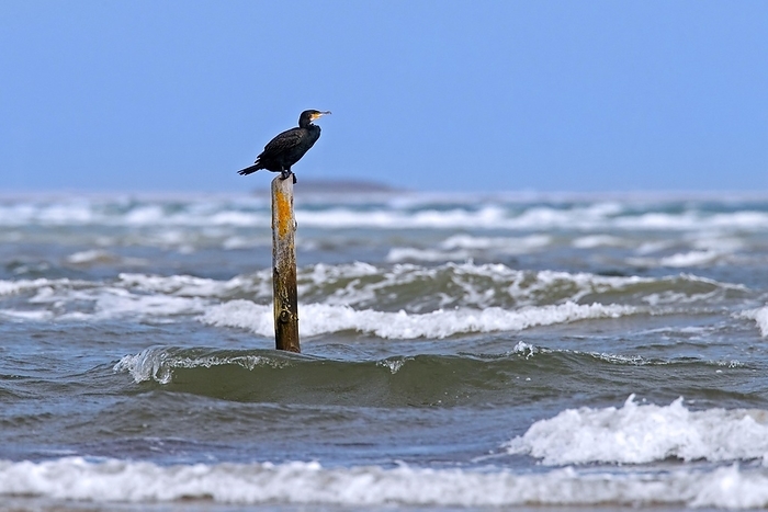great cormorant  Phalacrocorax carbo  Great cormorant  Phalacrocorax carbo  resting while perched on wooden pole in water along the North Sea coast on a stormy day in autumn, fall, by alimdi   Arterra   Sven Erik Arndt