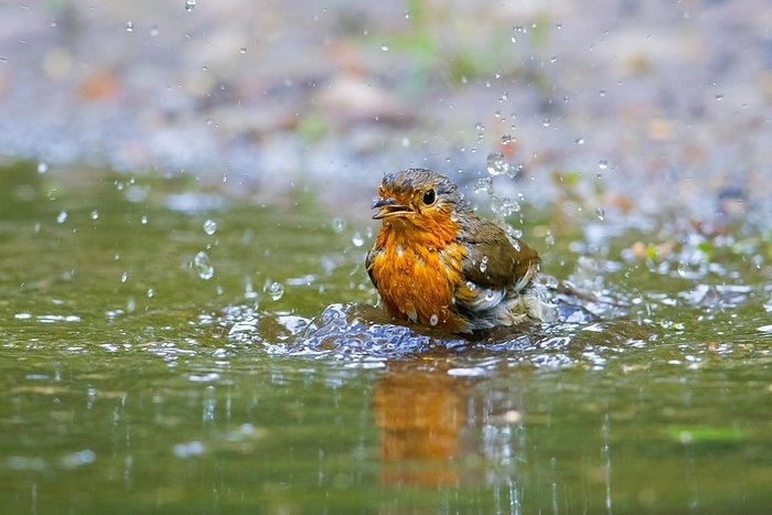 European robin  Erithacus rubecula  European robin  Erithacus rubecula  bathing and splashing in shallow water from pond, rivulet, by alimdi   Arterra   Sven Erik Arndt