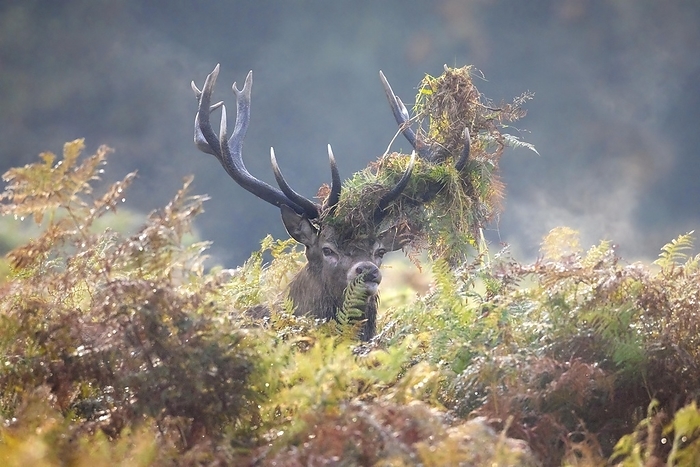 red deer  Cervus elaphus  Red deer  Cervus elaphus  stag looking through bracken with antlers covered in ferns and vegetation in misty forest during the rut in autumn, fall, by alimdi   Arterra   Sven Erik Arndt