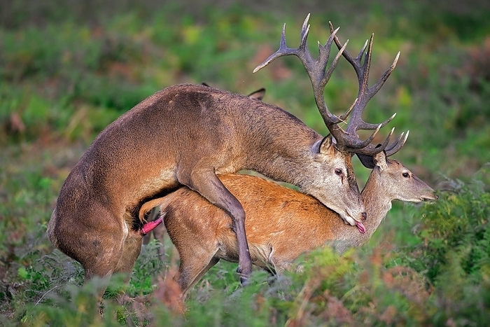 common muntjac  species of barking deer, Muntiacus muntjak  Red deer  Capreolus capreolus  stag, male mating with hind, female in heat in forest during the rut in autumn, fall, by alimdi   Arterra   Sven Erik Arndt