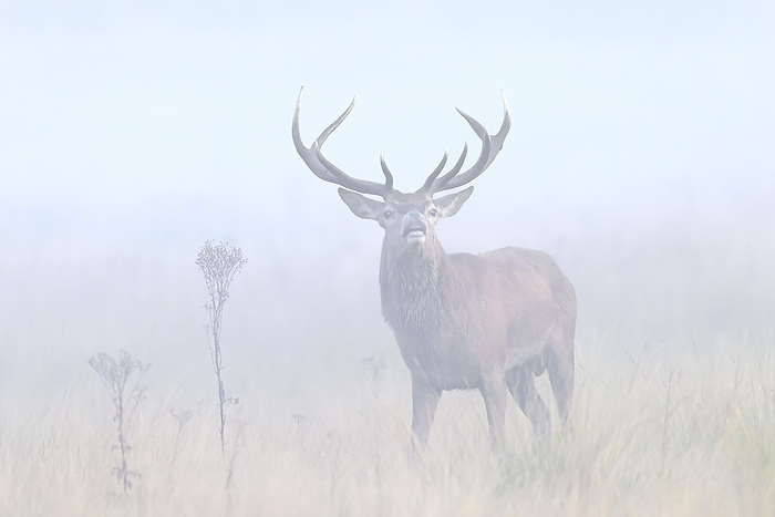 red deer  Cervus elaphus  Red deer  Cervus elaphus  stag performing the flehmen response in grassland in early morning mist during the rut in autumn, fall, by alimdi   Arterra   Sven Erik Arndt