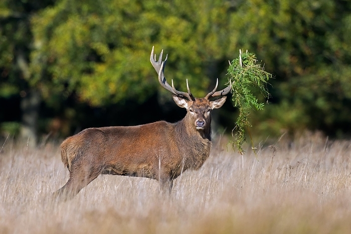red deer  Cervus elaphus  Red deer  Cervus elaphus  stag with antlers covered in ferns and vegetation standing in grassland at forest s edge during the rut in autumn, fall, by alimdi   Arterra   Sven Erik Arndt