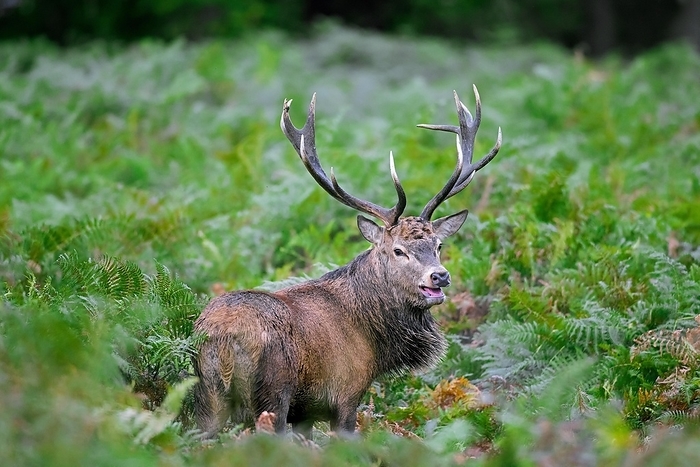 red deer  Cervus elaphus  Red deer  Cervus elaphus  stag standing among bracken ferns while bellowing in forest during the rut in autumn, fall, by alimdi   Arterra   Sven Erik Arndt