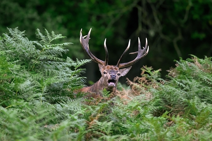 red deer  Cervus elaphus  Red deer  Cervus elaphus  stag standing among bracken ferns while bellowing in forest during the rut in autumn, fall, by alimdi   Arterra   Sven Erik Arndt