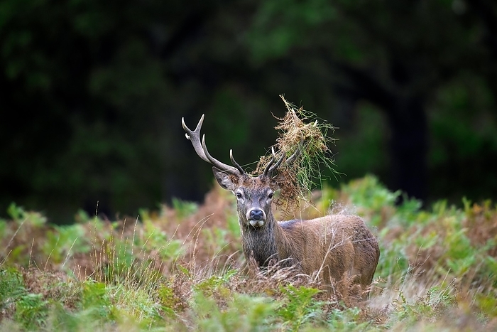 red deer  Cervus elaphus  Red deer  Cervus elaphus  stag standing among bracken with antlers covered in ferns and vegetation in forest during the rut in autumn, fall, by alimdi   Arterra   Sven Erik Arndt