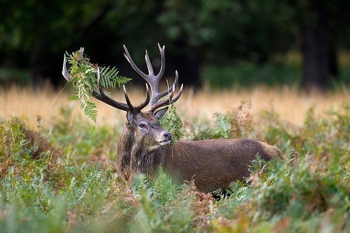 red deer  Cervus elaphus  Red deer  Cervus elaphus  stag standing among bracken with antlers covered in ferns and vegetation in forest during the rut in autumn, fall, by alimdi   Arterra   Sven Erik Arndt