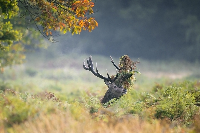 red deer  Cervus elaphus  Red deer  Cervus elaphus  stag standing among bracken with antlers covered in ferns and vegetation in misty forest during the rut in autumn, fall, by alimdi   Arterra   Sven Erik Arndt