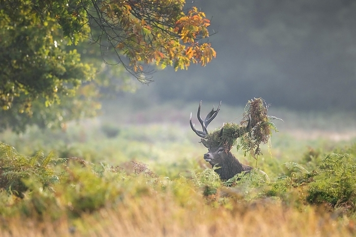 red deer  Cervus elaphus  Red deer  Cervus elaphus  stag standing among bracken with antlers covered in ferns and vegetation in misty forest during the rut in autumn, fall, by alimdi   Arterra   Sven Erik Arndt