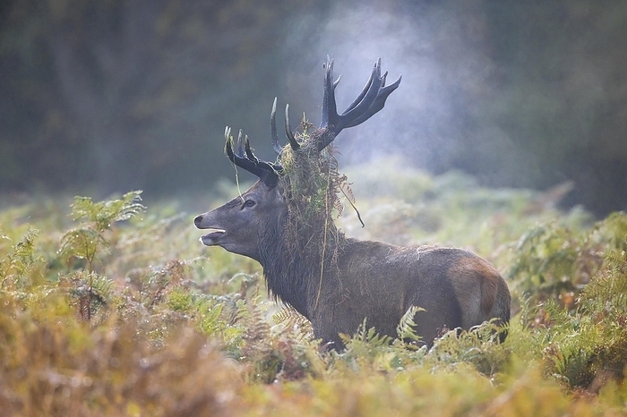 red deer  Cervus elaphus  Red deer  Cervus elaphus  stag bellowing among bracken with antlers covered in ferns and vegetation in misty forest during the rut in autumn, fall, by alimdi   Arterra   Sven Erik Arndt