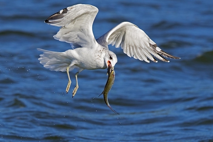 seagull Common gull, sea mew  Larus canus  with big fish in beak flying over sea water along the North Sea coast, by alimdi   Arterra   Sven Erik Arndt
