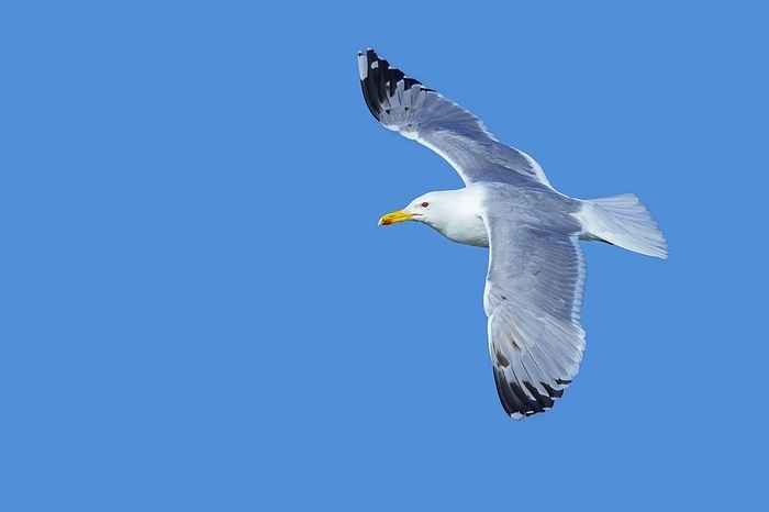 herring gull  Larus argentatus  European herring gull  Larus argentatus  soaring in flight against blue sky, by alimdi   Arterra   Sven Erik Arndt