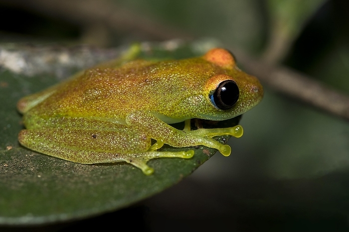 Green bright-eyed frog (Boophis viridis) from Andasibe, eastern Madagascar, by Klaus Steinkamp