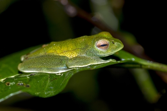 Boophis sp. (Boophis cf. eleane) from Ranomafana NP, eastern Madagascar, by Klaus Steinkamp