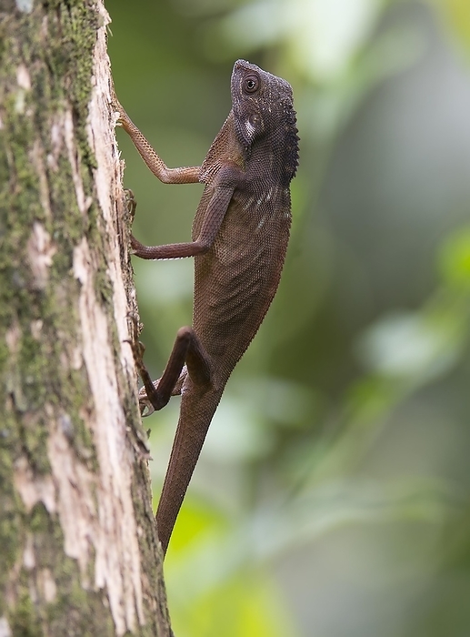 Comb-crested agamid (Gonocephalus liogaster) from Sepilok, Sabah, Borneo, by Klaus Steinkamp