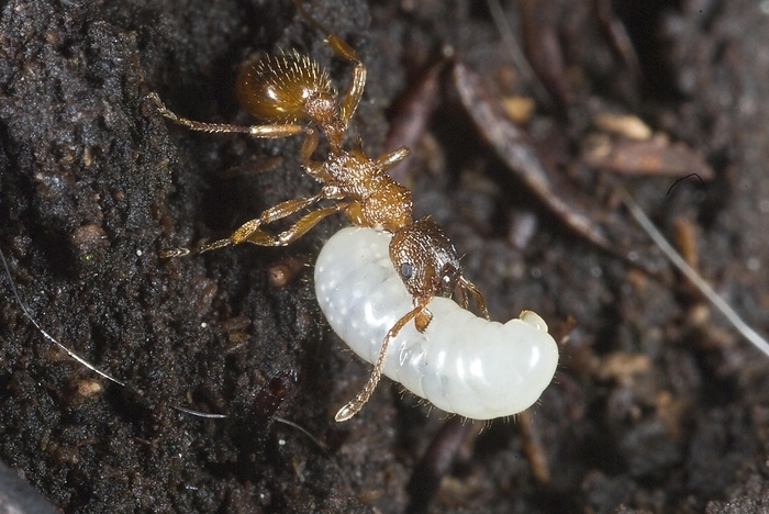 Myrmica sp., a genus of European ants, carries a larvae to the nest, by Klaus Steinkamp