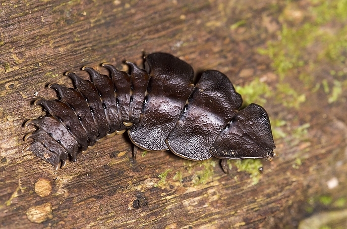 Trilobite beetle, Platerodrilus sp., female from Danum Valley, Sabah, Borneo, by Klaus Steinkamp