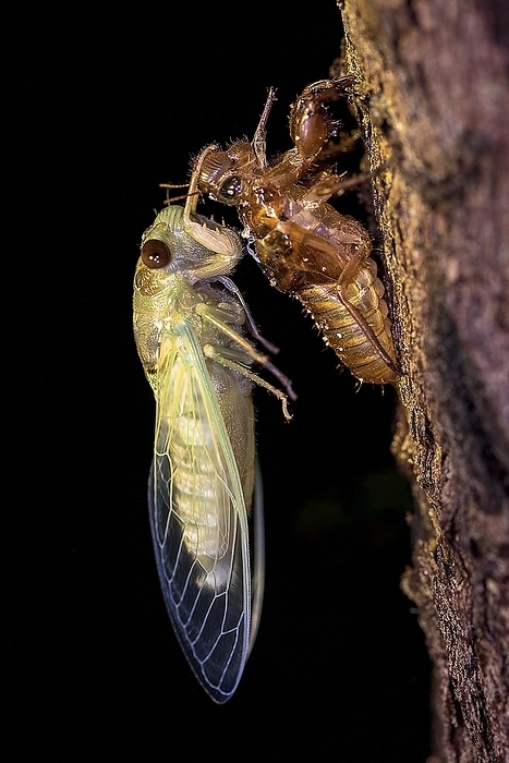 Large cicada (probably Dundubia sp.) moulting during night in the rainforest of Tanjung Puting National Park, Kalimantan, Borneo, Indonesia, Asia, by Klaus Steinkamp