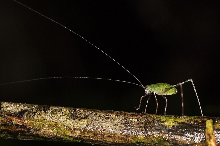 Beautiful katydid with very long antennae (probably a nymph) from the rainforest of Tanjung Puting National Park, Kalimantan, Borneo, Indonesia, Asia, by Klaus Steinkamp