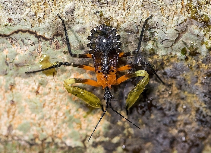 Resin assassin bug (Amulius sp., family Reduviidae) from the rainforest of Tanjung Puting Ntaional Park, Kalimantan, Borneo, Indonesia, Asia, by Klaus Steinkamp