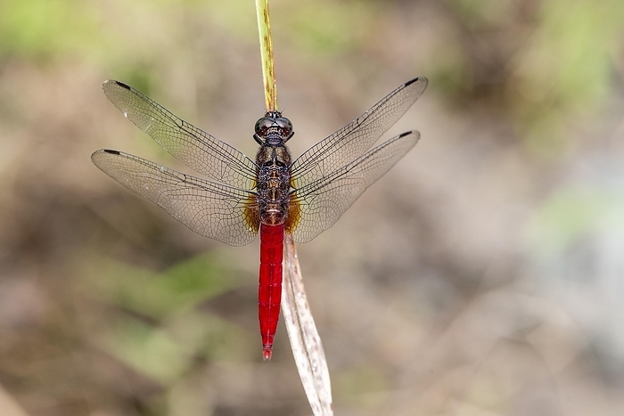 Male of the Spine-tufted skimmer (Orthetrum chrysis) from Deramakot Forest Reserve, Sabah, Borneo, by Klaus Steinkamp