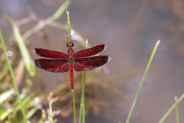 The dragonfly Neurothemis ramburii from Deramakot Forest, Sabah, Borneo, by Klaus Steinkamp