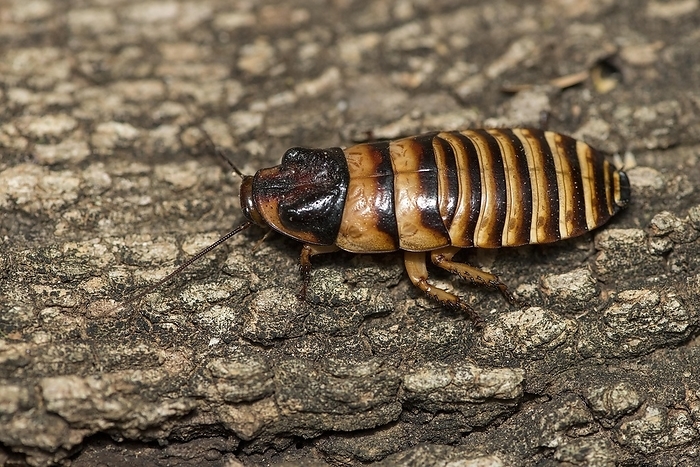 Male Madagascar hissing cockroach (Gromphadorhina portentosa) from Berenty, southern Madagascar, by Klaus Steinkamp
