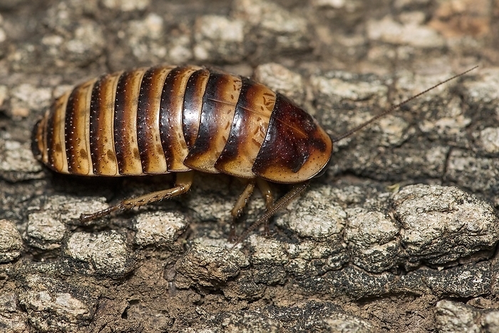 Female Madagascar hissing cockroach (Gromphadorhina portentosa) from Berenty, southern Madagascar, by Klaus Steinkamp