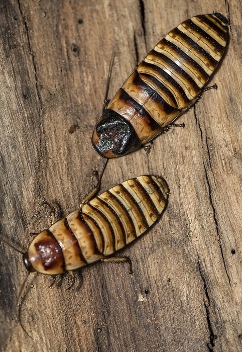 Pair of Madagascar hissing cockroach (Gromphadorhina portentosa, male at the top) from Berenty, southern Madagascar, by Klaus Steinkamp