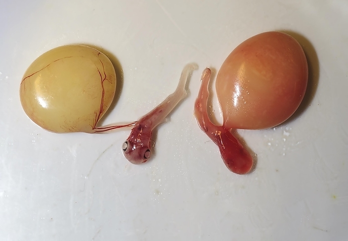 Two embryos with yolk sacs from the velvet belly lanternshark (Etmopterus spinax), by Klaus Steinkamp