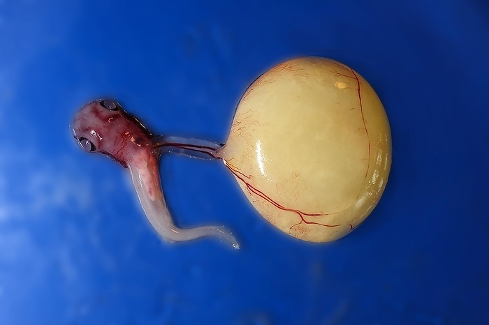Embryo with yolk sac from the velvet belly lanternshark (Etmopterus spinax), by Klaus Steinkamp