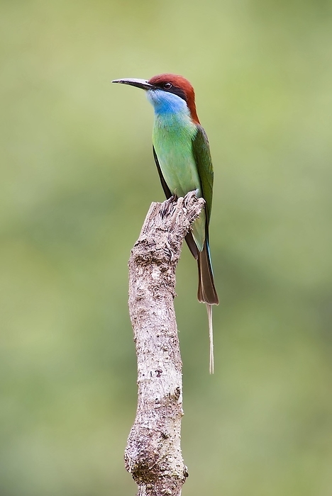 Blue-throated bee-eater, Merops viridis, from Danum Valley, Sabah, Borneo, by Klaus Steinkamp