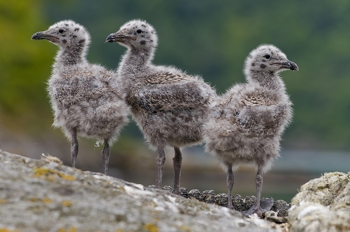 Chicks of the great black-backed gull (Larus marinus) from Hidra, Norway in early June, by Klaus Steinkamp