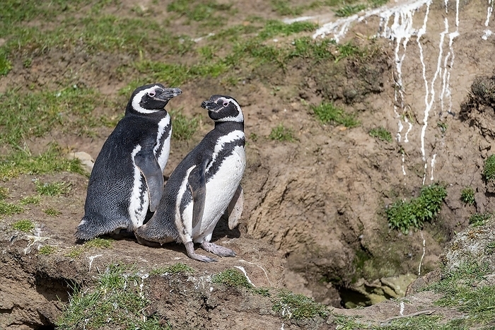 Breeding magellanic penguins (Sphreniscus magellanicus) outside their burrows at Saunders Island, the Falkland Islands, by Klaus Steinkamp