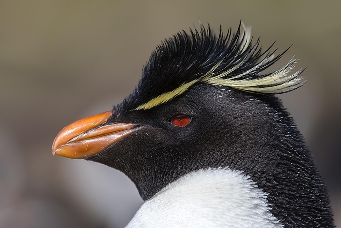 rockhopper penguin  Eudyptes chrysocome  Portrait of the southern rockhopper penguin  Eudyptes chrysocome  from Sounders Island, the Falkland Islands, by Klaus Steinkamp