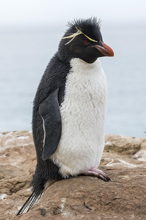rockhopper penguin  Eudyptes chrysocome  Southern rockhopper penguin  Eudyptes chrysocome  from Sounders Island, the Falkland Islands, by Klaus Steinkamp