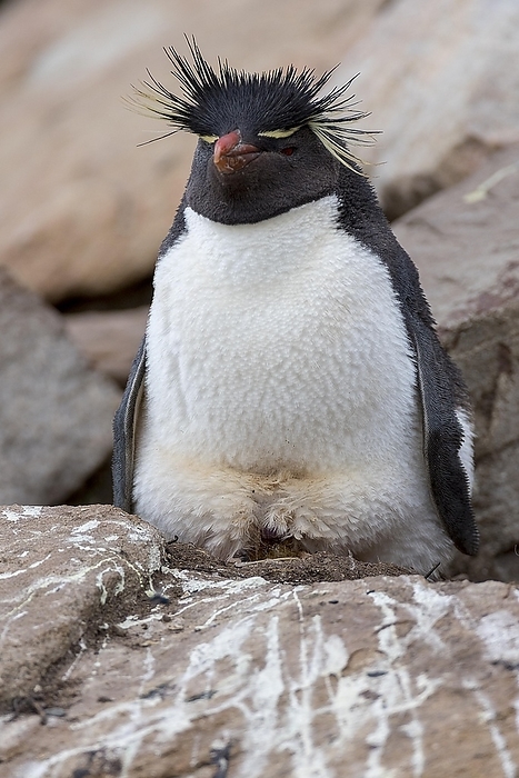 rockhopper penguin  Eudyptes chrysocome  Southern rockhopper  Eudyptes chrysocome  nests at Saunders Island, the Falkland Islands, by Klaus Steinkamp