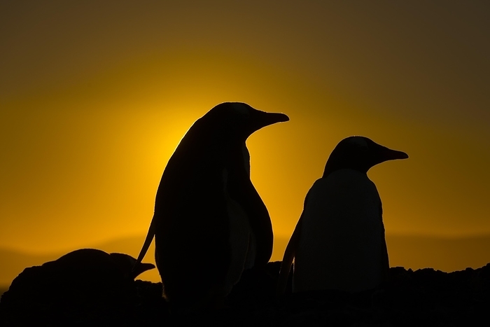 Gentoo penguins during sunset at The Neck, Saunders Island, the Falklands, by Klaus Steinkamp