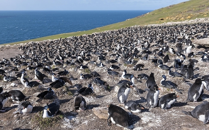 Colonies of southern rockhopper penguins mixed with blue-eyed shags at Saunders Island, the Falklands, by Klaus Steinkamp