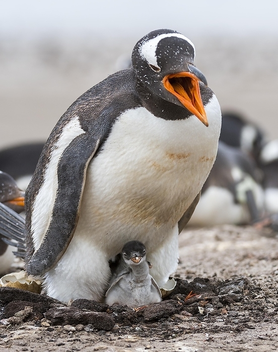 gentoo penguin  Pygoscelis papua  Gentoo penguin  Pygoscelis papua  with it s off spring at Saunders Island, the Falklands, by Klaus Steinkamp