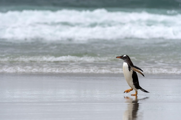 gentoo penguin  Pygoscelis papua  Gentoo penguin  Pygoscelis papua  on the beach at Saunders Island, the Falklands, by Klaus Steinkamp