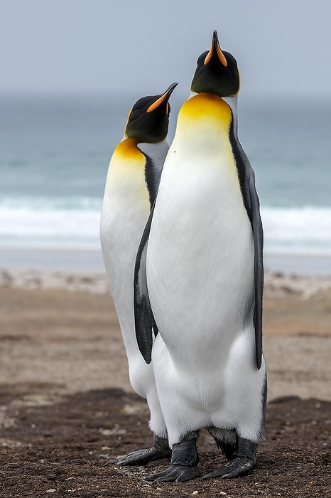 king penguin  Aptenodytes patagonicus  King penguins  Aptenodytes patagonicus patagonicus  from The Neck, Saunders Island, the Falklands, by Klaus Steinkamp